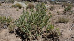 Euryops lateriflorus