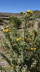 Euryops lateriflorus