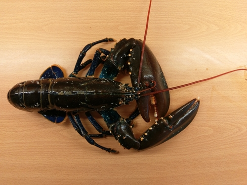 Edible lobster