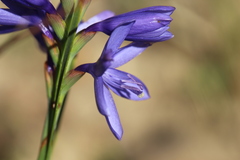 Thereianthus bulbiferus