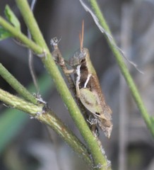Pachycatantops crassipes