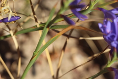 Thereianthus bulbiferus