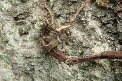 Teleogryllus mitratus