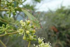 Phaneroptera nigroantennata
