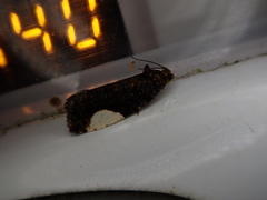 Statherotmantis shicotana