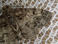 Pseuderannis lomozemia