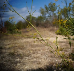 Bupleurum falcatum