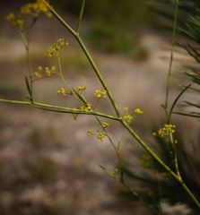 Bupleurum falcatum