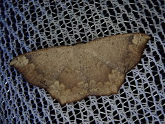 Peratostega deletaria