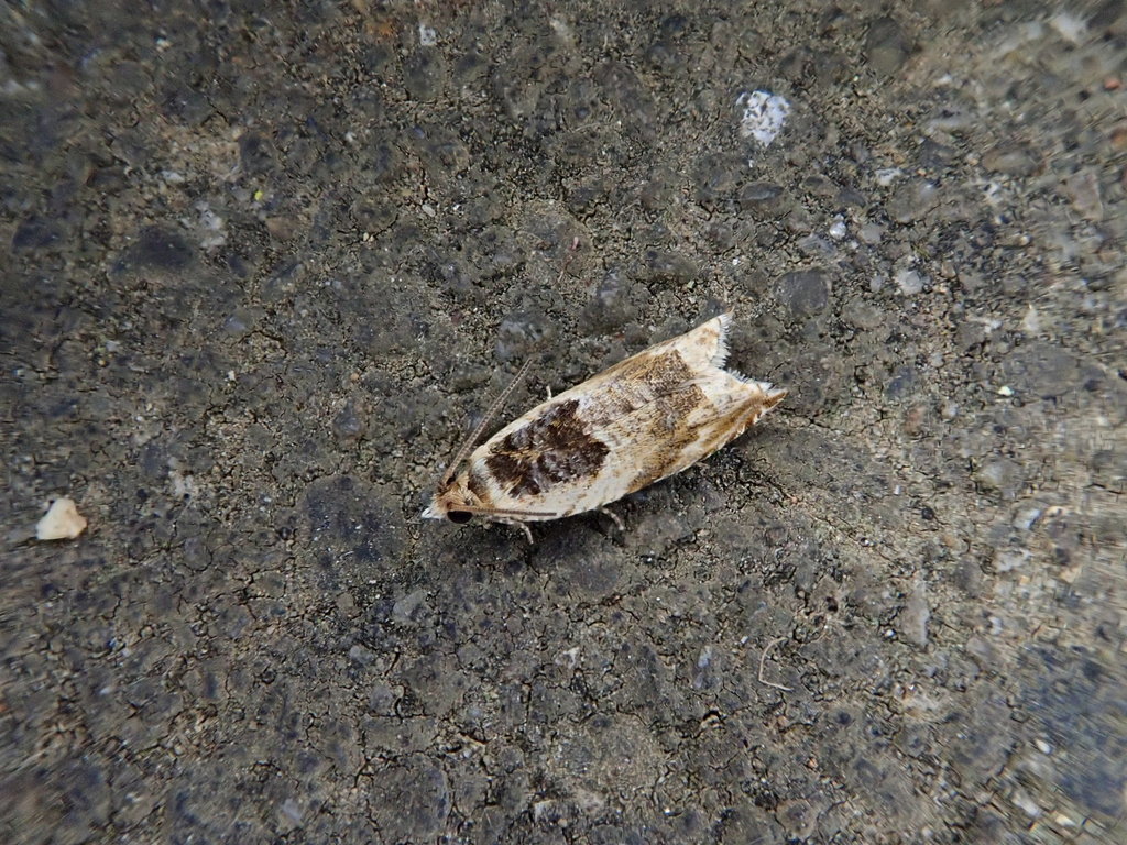 Rhopalovalva pulchra