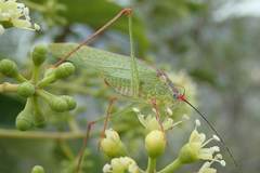Phaneroptera nigroantennata