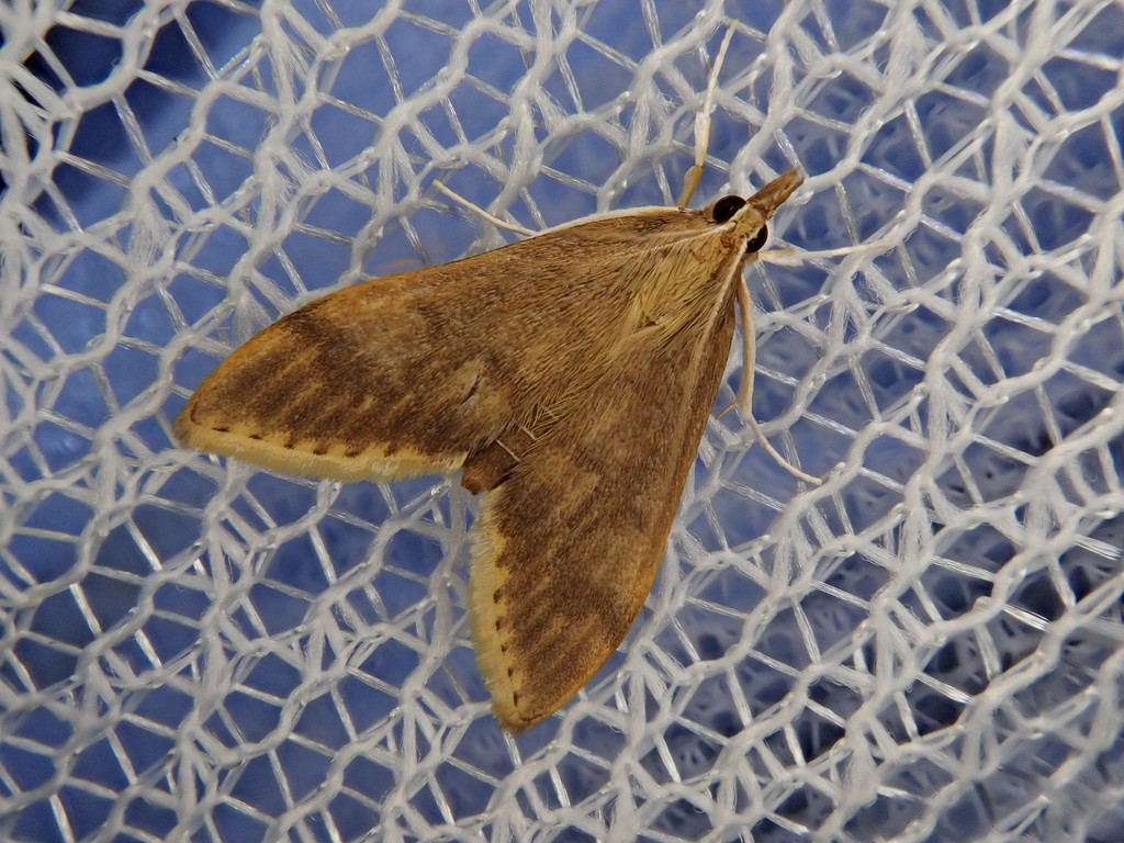 Circobotys nycterina