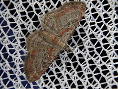 Eupithecia rufescens