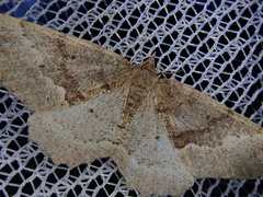 Xerodes rufescentaria