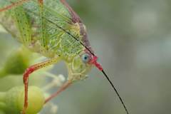 Phaneroptera nigroantennata