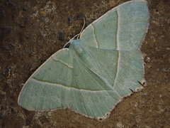 Neohipparchus vallata