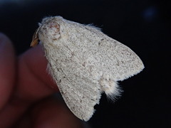 Cnethodonta grisescens