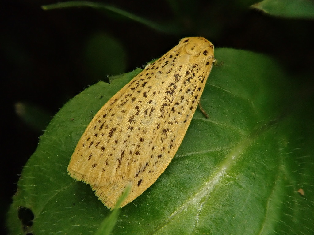 Dolgoma cribrata