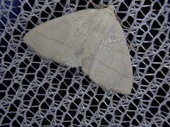 Parabapta clarissa