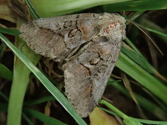 Protomiselia bilinea