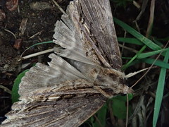 Ercheia niveostrigata