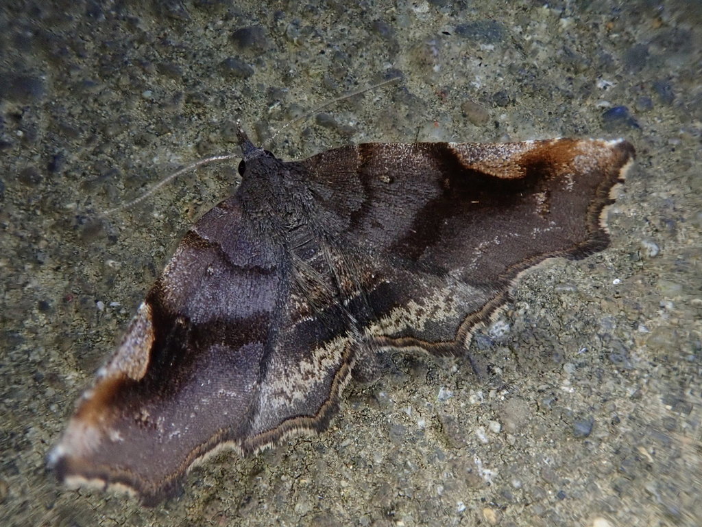 Pangrapta obscurata