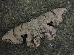 Dysaethria moza