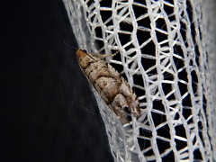 Coenobiodes granitalis