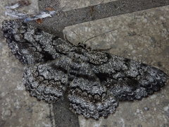 Hypomecis roboraria displicens
