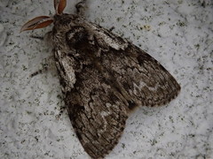 Calliteara argentata