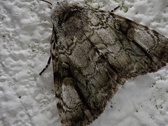 Anacronicta nitida