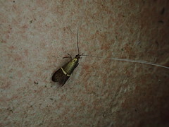 Nemophora aurifera