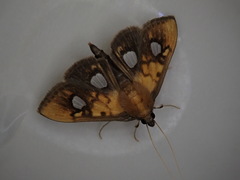 Nosophora semitritalis