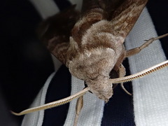 Acosmeryx naga