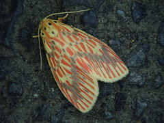 Barsine striata