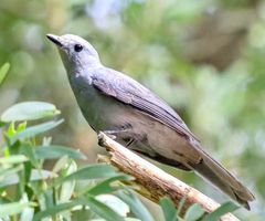 Coracina caesia caesia