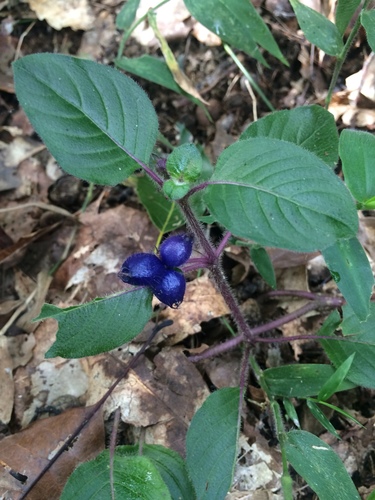 Yerba de Guava