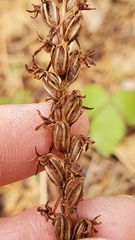 Platanthera transversa