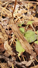 Platanthera transversa