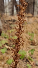 Platanthera transversa
