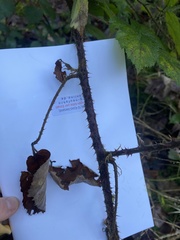 Rubus phoenicolasius