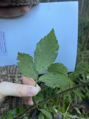 Rubus phoenicolasius