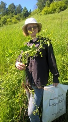 Alchemilla vorotnikovii