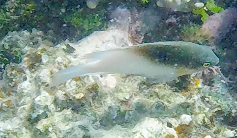 Black-vent damsel