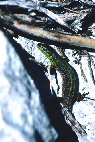 Italian wall lizard - Wikipedia