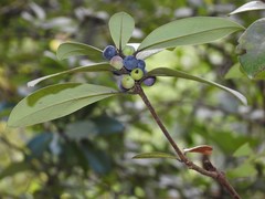 Litsea rotundifolia