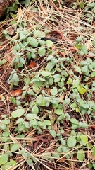 Ceanothus diversifolius