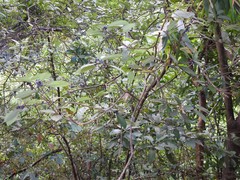 Litsea rotundifolia