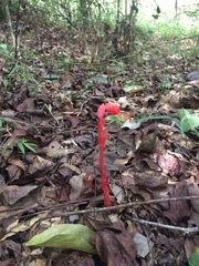 Monotropa coccinea