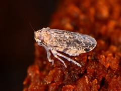 Catonia